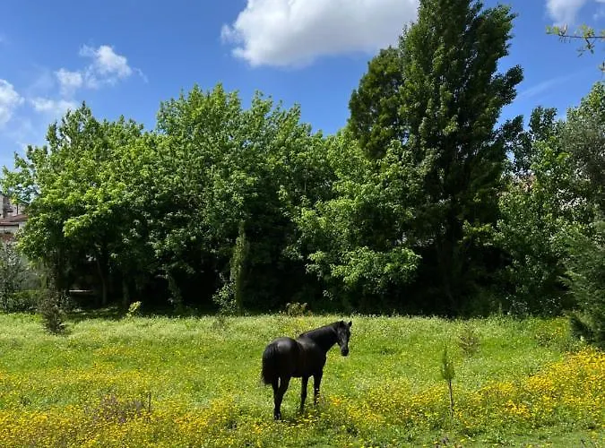 Springfield * Valongo (Porto)